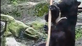 VIDEO Ursul care face Kung Fu asemeni unui profesionist!