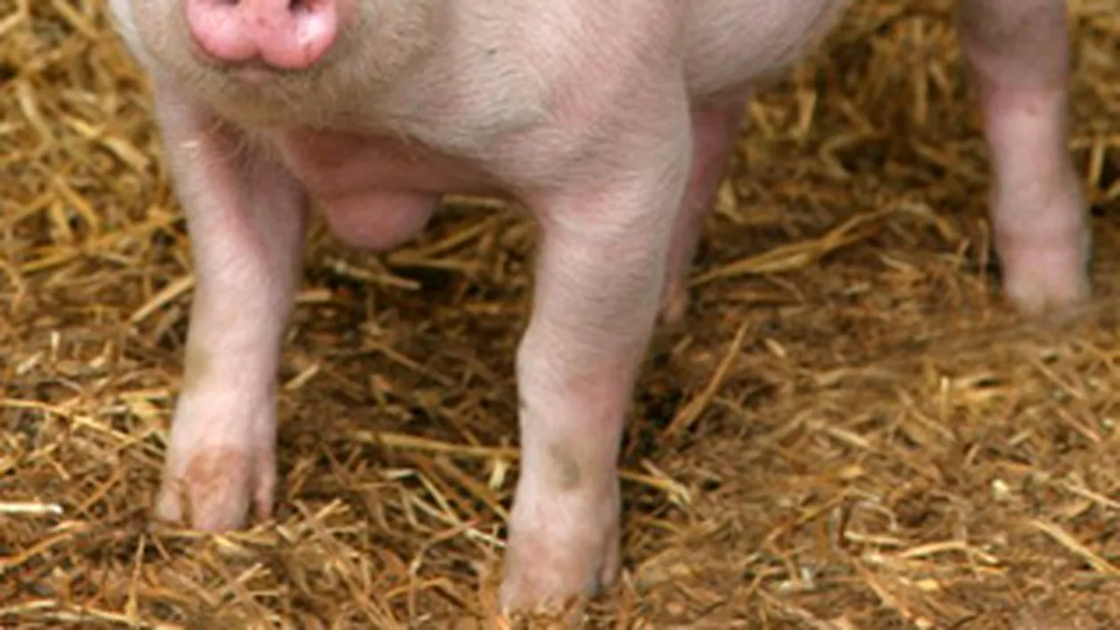 Surprinzator! Porcii sunt capabili de stari emotionale complexe