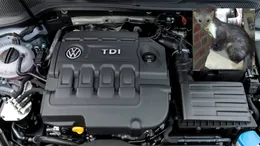 Animalele care pot transforma o parcare banală într-o reparație de 620 de euro