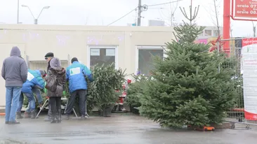 Ce au facut pietarii cu doua saptamani inainte de Craciun! Cat a ajuns sa coste un brad natural!