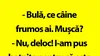 BANC | Câinele lui Bulă