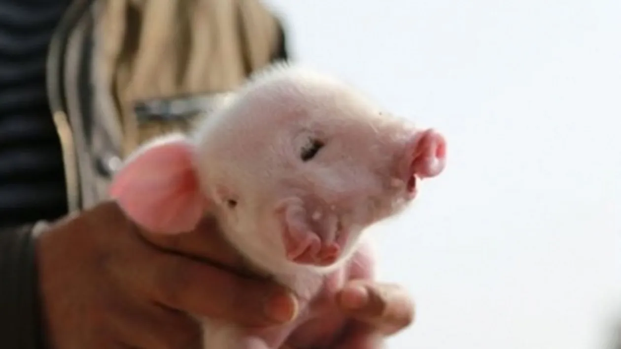 Cu sigurantă nu ai avea curaj să il tai de Crăciun! Vei rămâne fără cuvinte când vei vedea cum s-a născut acest porcusor