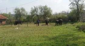 Galerie foto - poza 2