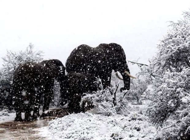 Clima o ia razna! A nins în Africa de Sud! Primele imagini cu animalele suprinse de zăpadă (video + foto)