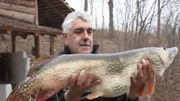 Record la pescuit! A prins o stiuca de 17 kilograme!