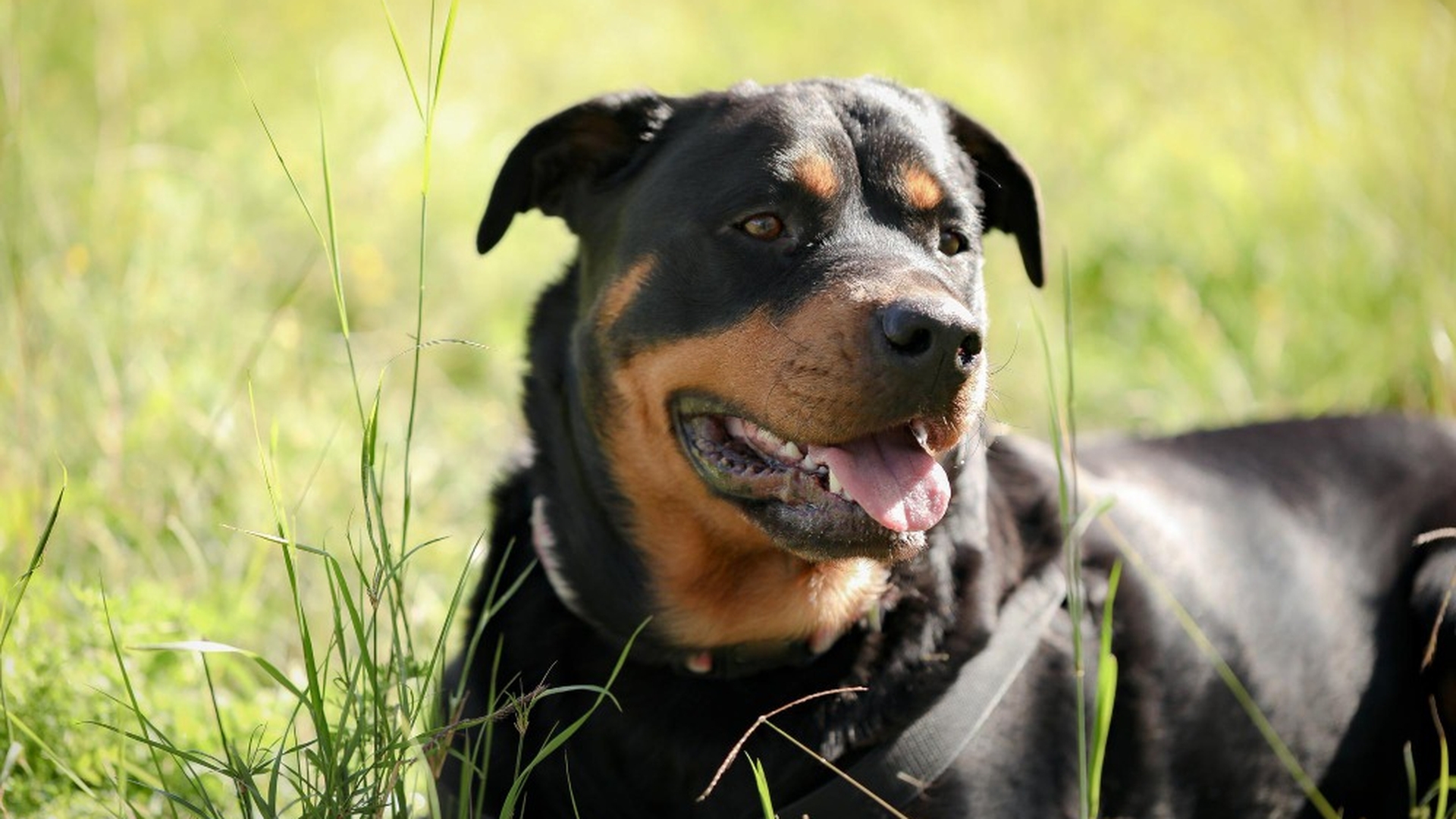 (P) Rasa de câini Rottweiler