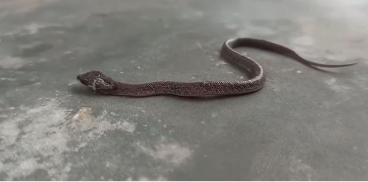 Nu e trucaj! Filmare inedită cu șarpele cu 2 capete. Specie foarte rară de reptilă a fost descoperită în India, iar unii oameni cred că prevestește ceva rău | VIDEO