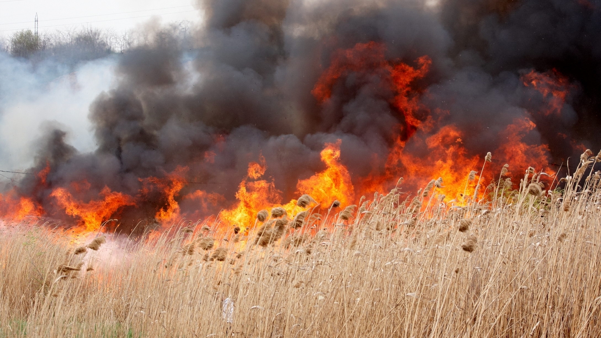 Panică pe AUTOSTRADA SOARELUI din cauza unui incendiu de vegetaţie!