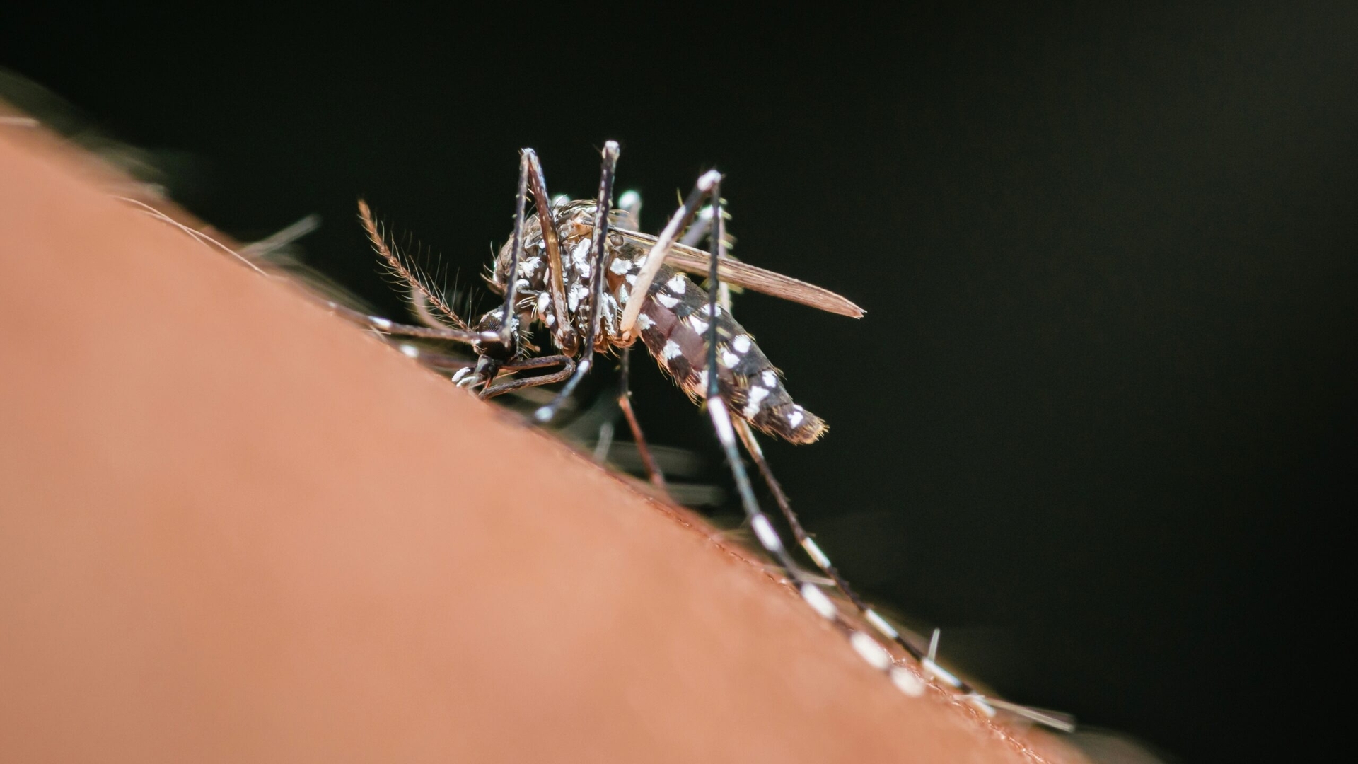Boala tropicală care deja se poate răspândi în majoritatea Europei. Ce recomandă specialiștii