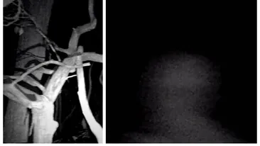 O posibilă fantomă, filmată într-o pădure din SUA. Imagini surprinzătoare. VIDEO