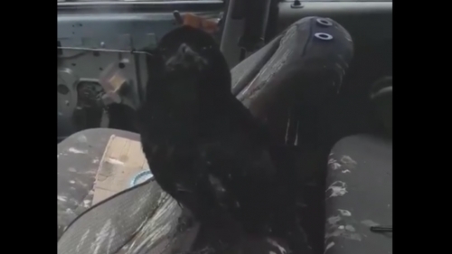 Imagini incredibile în Satu Mare! Cum a reușit o cioară să distrugă interiorul unei mașini - VIDEO