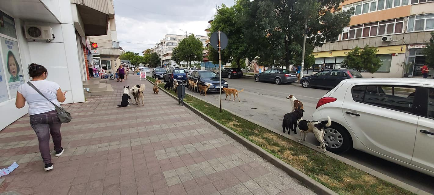 Câinii vagabonzi au pus stăpânire pe străzile din Caracal