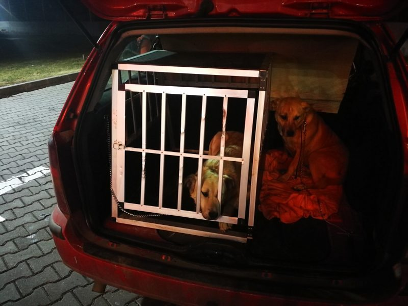 Bonnie și Sissi, cățelușele Cristinei Țopescu, au fost aduse la Sibiu săptămâna trecută de unul dintre cei mai dedicați dresori de câini din superbul oraș © oradesibiu.ro