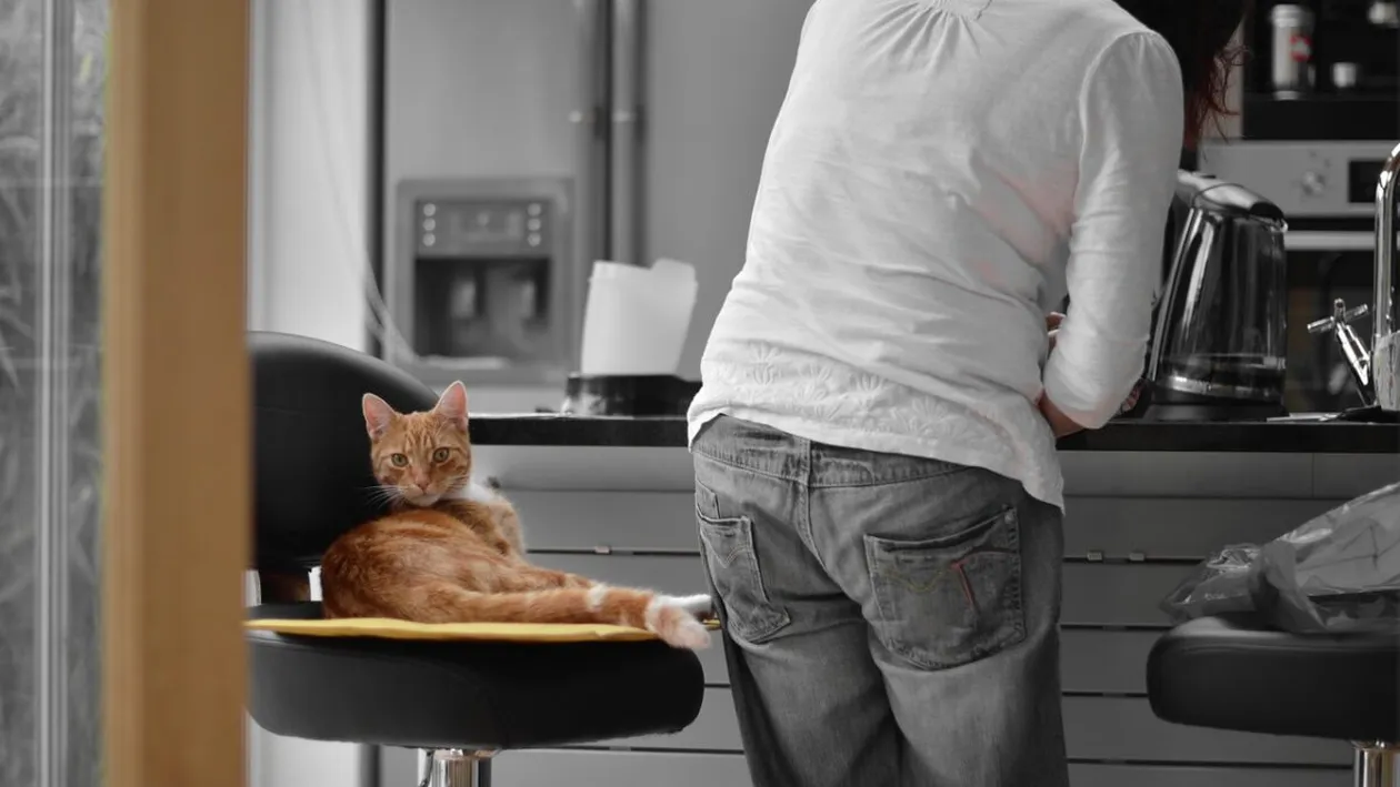(P) Cum poți învinge o pisică încăpățânată? Trecerea pisicii tale la o dietă mai sănătoasă, pas cu pas