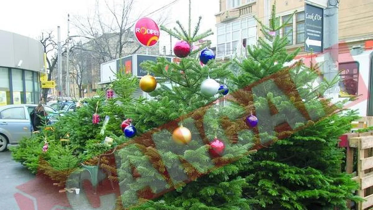 Brazii romanesti nu-si gasesc cumparatori