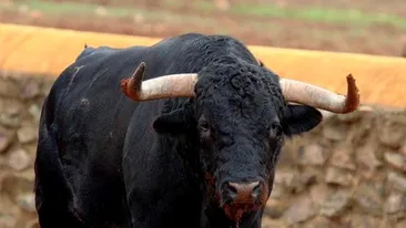 Bărbat din Bacău, ucis de un taur în timp ce făcea plajă!