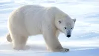 Stare de urgență! Oamenii nu pot ieși din locuințe VIDEO