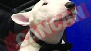 Armani, bull terrierul care spune "mama"