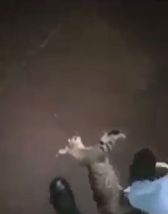 Un băiat de 16 ani a omorât o pisică, iar scenele traumatizante au fost filmate chiar de el. Felina a murit în chinuri groaznice într-un parc din Timișoara