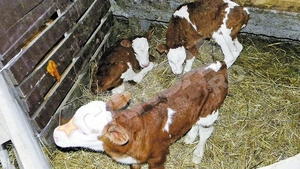 Vaca unui fermier din Arini face senzatie. Missy are tripleti!