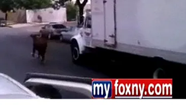 Un taur care urma sa fie taiat a fugit din abator