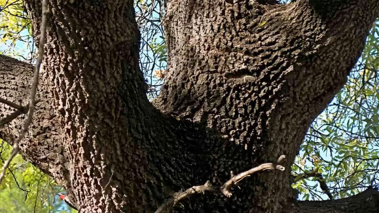 Iluzie optică virală | Găsește pasărea ascunsă! Dacă o vezi în 9 secunde, ești un geniu