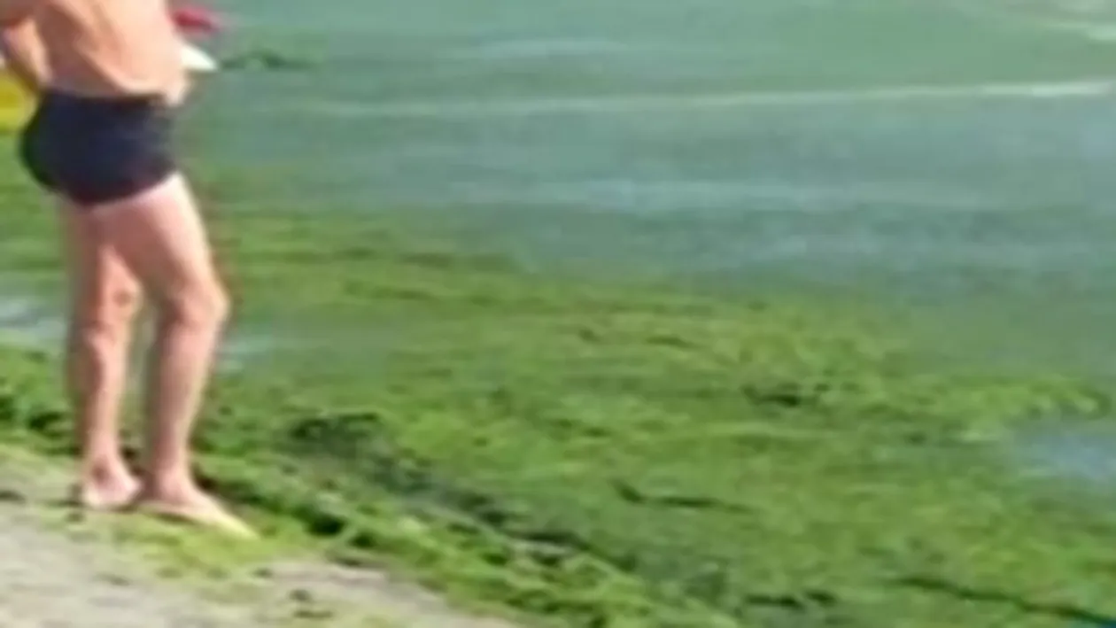 Peste 5.200 de tone de alge au fost stranse de pe plaje