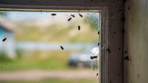 Insectele pot fi ținute departe de casă cu un ingredient banal din bucătărie. Trucul simplu recomandat de experți