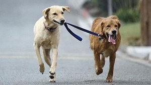 Atentie la semnalele necuvantatoarelor!  Cum te avertizeaza animalele ca vine marele cutremur