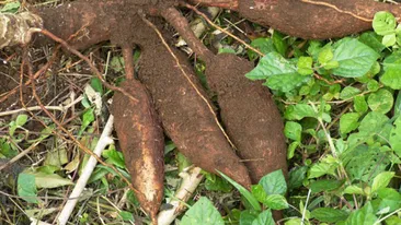 Fructul otravit din supermarket! O romanca a fost la un pas de moarte dupa ce l-a mancat!
