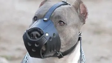 SOCANT! O Femeie din Drobeta Turnu Severin a fost MANCATA de propriul câine