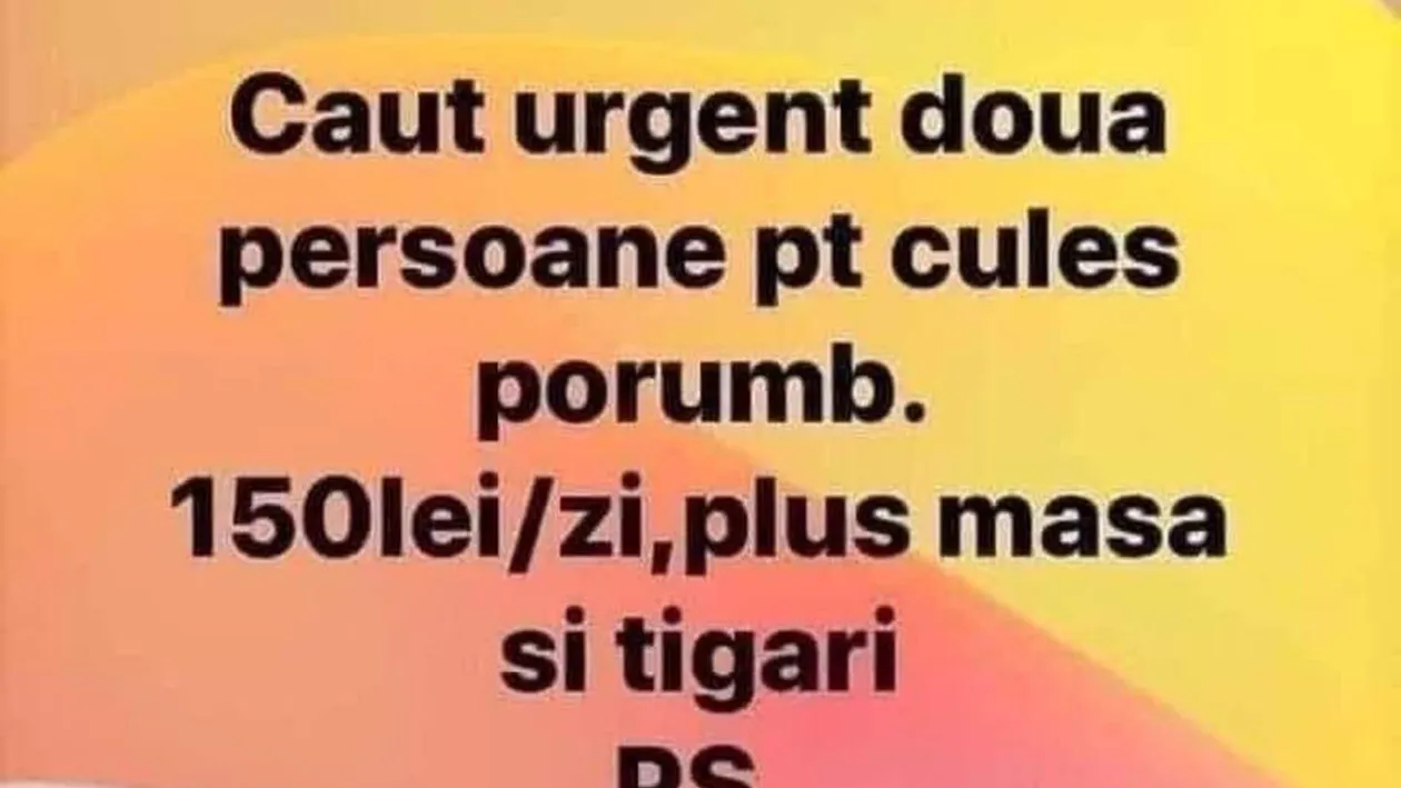BANC | Anunț de angajare: Caut urgent două persoane pentru cules porumb 150 lei/zi