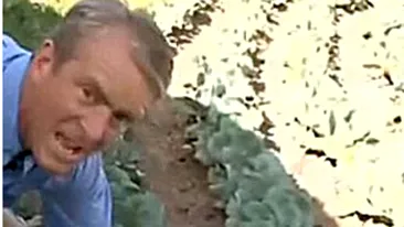 Plantatie de marijuana la usa casei lui Bin Laden