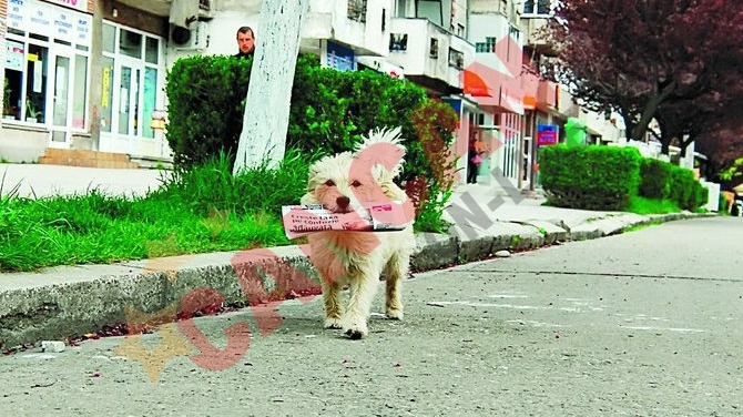 Ham! Ham! Ti-am adus ziarul