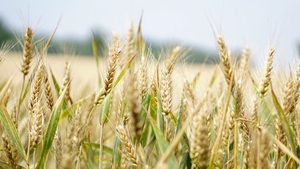 România a luat decizia! Unde vor ajunge 20 de kilograme de semințe din rezerva statului