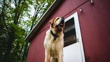 Câte animale poate avea un român care locuiește la curte. Ce prevede legea