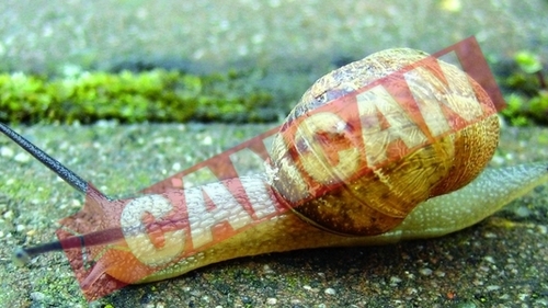 Teliu, "capitala" melcilor