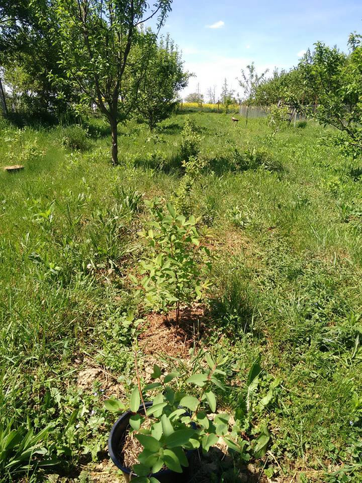 Grădina nu este doar o sursă de relaxare, ci și de... bani