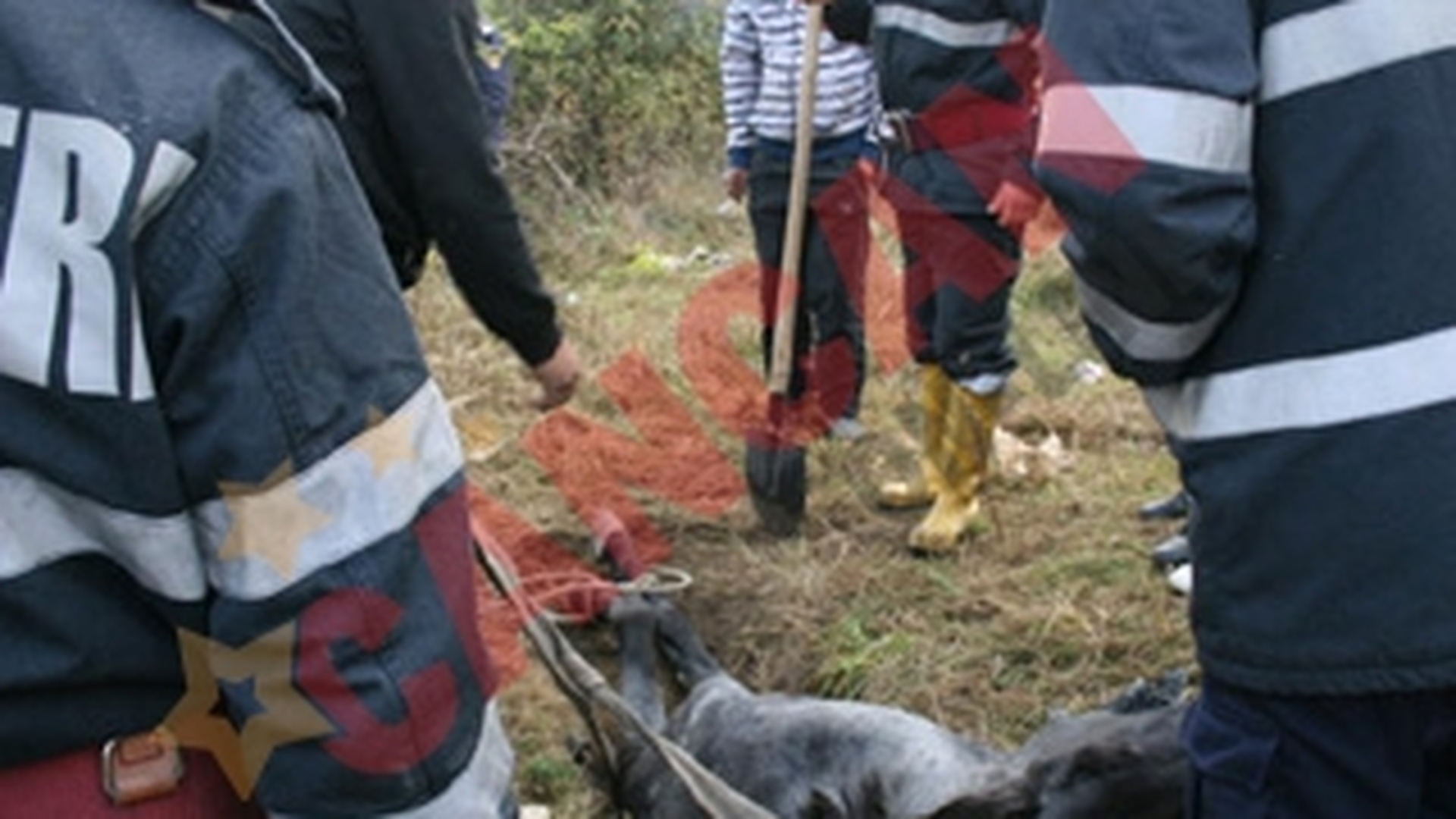 Au scos doi cai dintr-o groapa