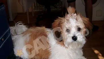 Leo de la Strehaia are o femela noua