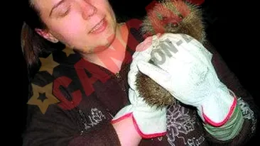 Vinde arici ca animale de companie