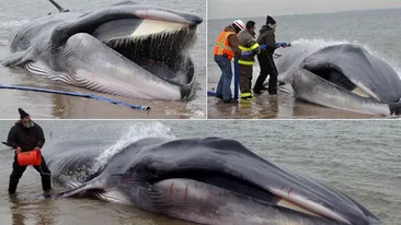 Spectacol trist al naturii! O balenă de aproximativ 18 metri lungime a eşuat pe o plajă din New York