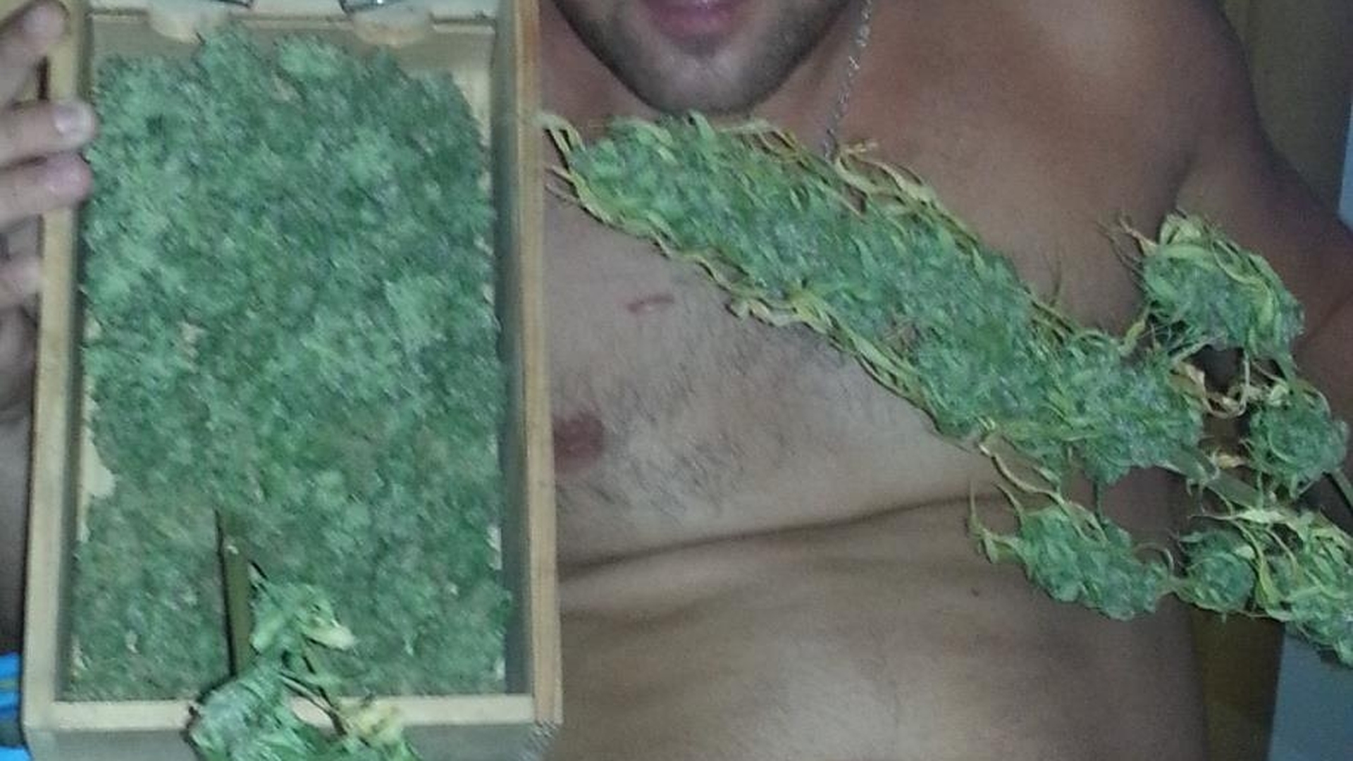 Marijuana, varianta home made! Imagini “halucinogene” cu romanul care cultiva droguri in sufragerie!