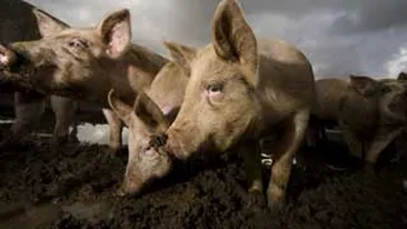 Autoritatile din Taiwan vor sa invete porcii sa-si faca nevoile la toaleta