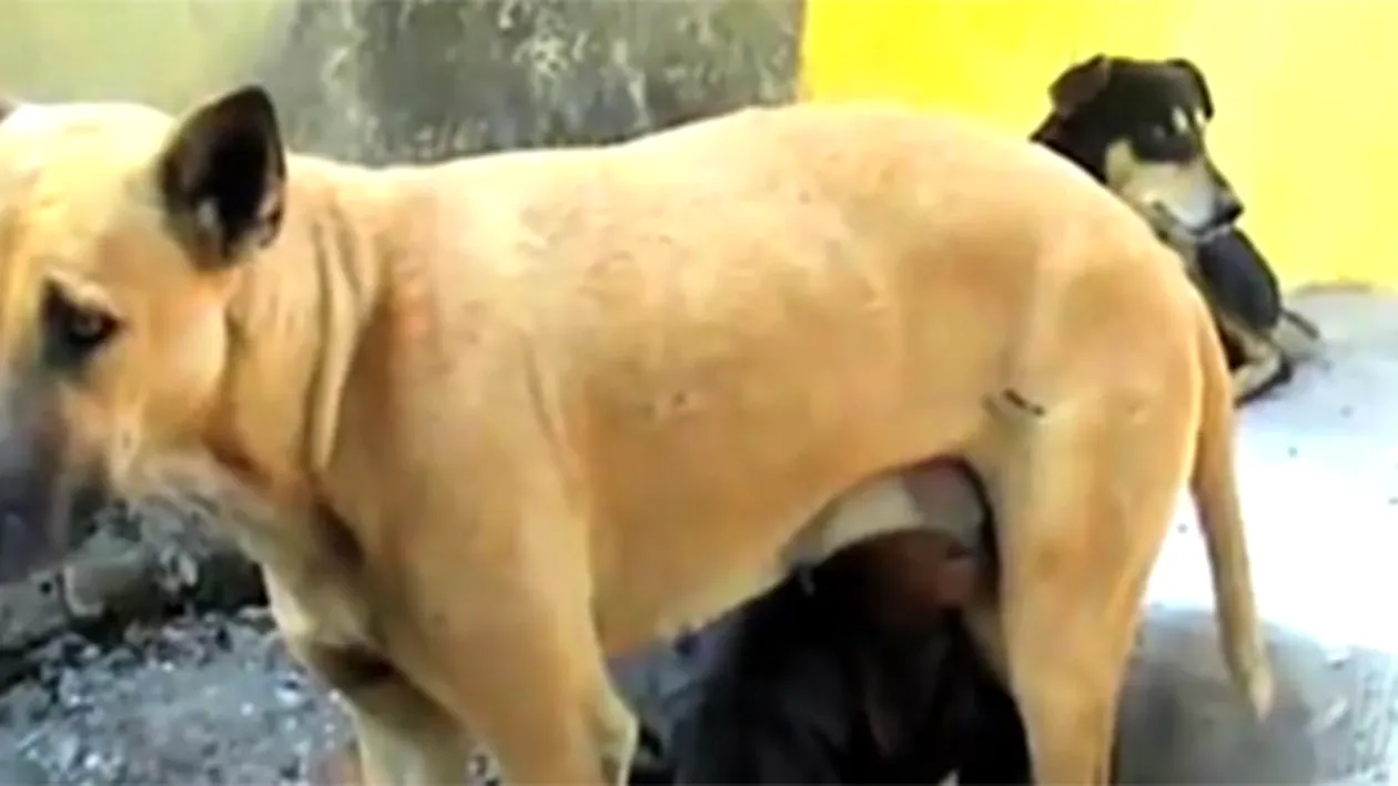 VIDEO care o să te lase cu gura căscată! Un băietel a fost filmat in timp ce sugea lapte... de la un câine. Imagini UIMITOARE