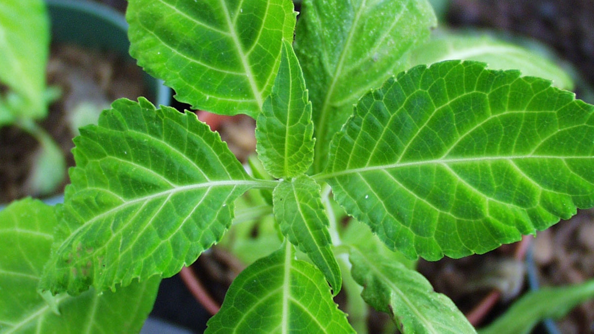 Nimeni nu ar fi banuit ce poate aduce prosperitatea! Aceasta este planta care iti va aduce BANI daca o tii la geam!