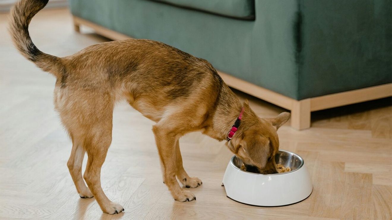 Am făcut calculul complet. Câți lei te costă să crești un câine în România, lunar
