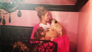 Vezi in ce lux traiesc cateii lui Paris Hilton! Sunt cele mai norocoase animale din lume!