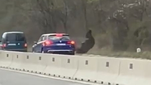 Urs lovit de două mașini, pe DN1, în dreptul localității Cornu. Animalul a fugit în pădure în urma impactului | VIDEO