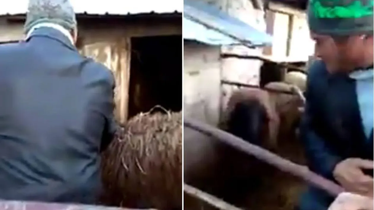 VIDEO / Aurel, prinde oaia! Viralul inceputului de an! Ce pateste un barbat intr-un tarc de animale